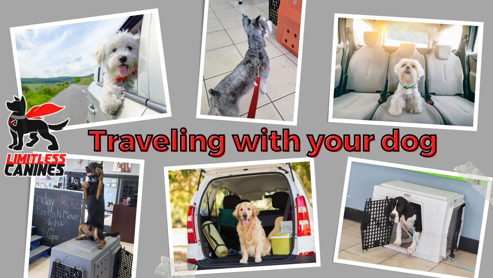 limitless canines traveling with your dog
